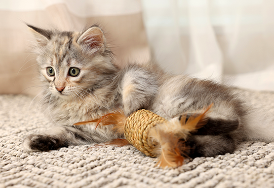 Kitten playing with toy