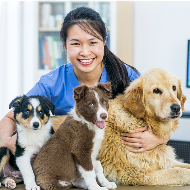 Pet sitter with dogs