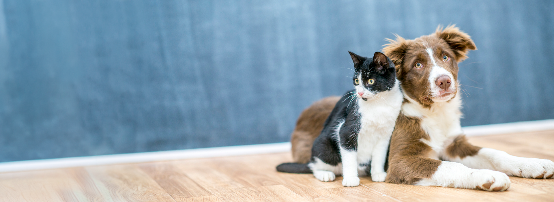 Dog and cat boarding care